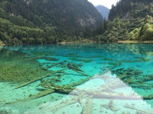 九寨溝の湖底に沈む苔むした倒木