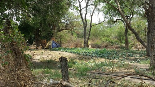 An African farm... which needs to be protected FROM the elephants.