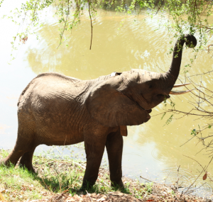Chodoba outside my tent