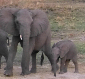 Elephant comparison 1