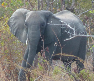 Elephant comparison 2