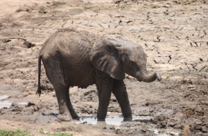 Elephant playing in the mud