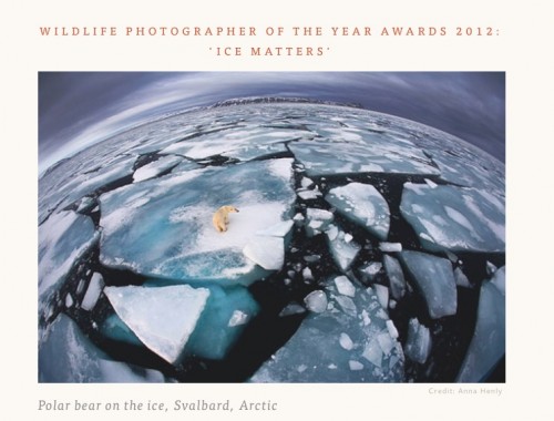 This photo won the won the 2012 wildlife photographer of the year competition.