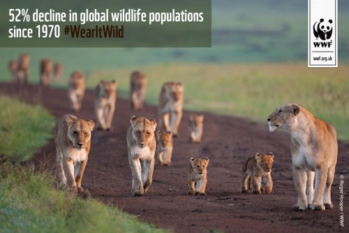 African lion (Panthera leo)